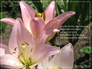 Consider the lilies, how they grow